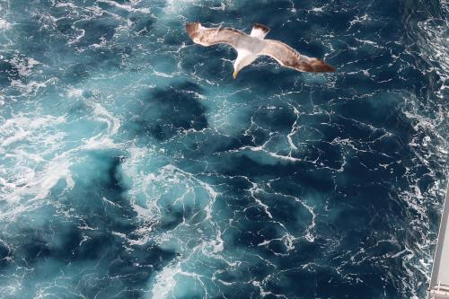 pexels-chris-munnik-2605003