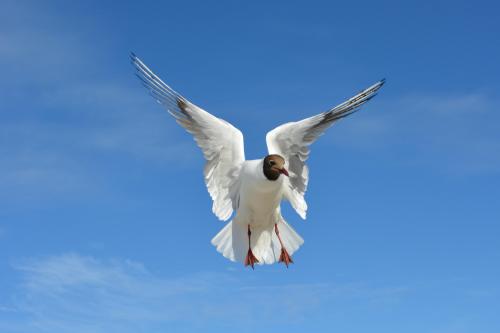 pexels-vilnis-husko-11106589