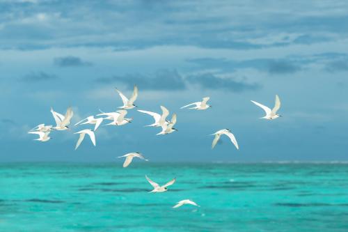pexels-asad-photo-maldives-1268874